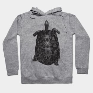 Tortoise Nature Drawing Hoodie